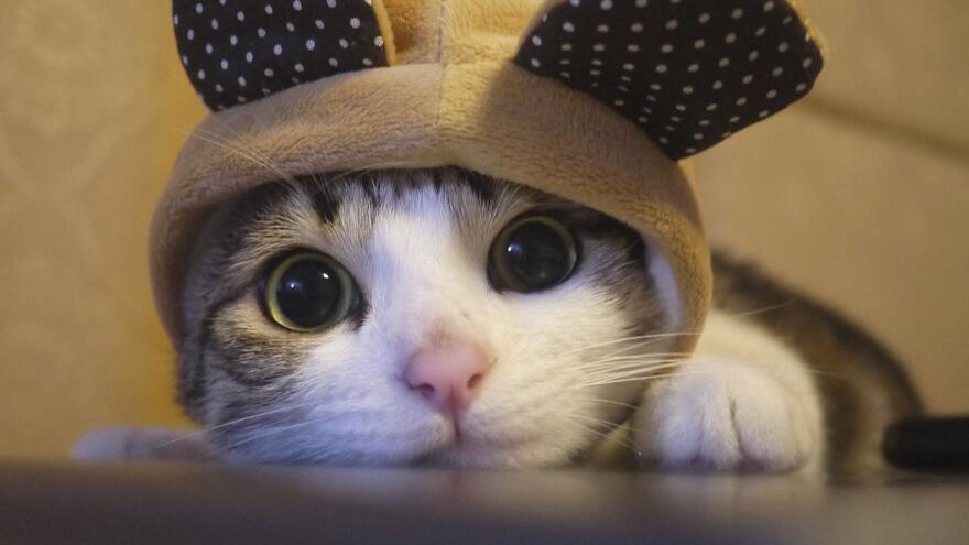 什么样的猫适合家养