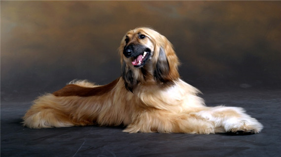 阿富汗猎犬的性格特点