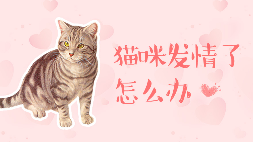 猫咪发情了怎么办