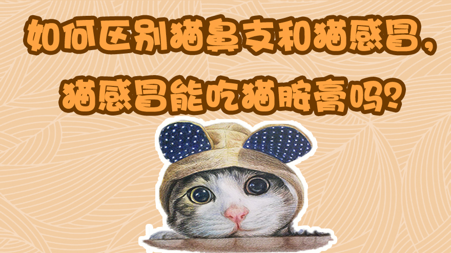 如何区别猫鼻支和猫感冒 猫感冒能吃猫胺膏吗