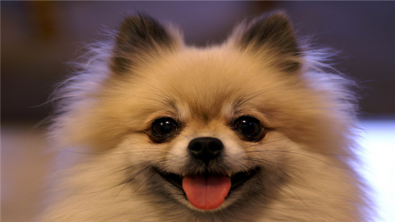 博美呕吐是什么原因造成的