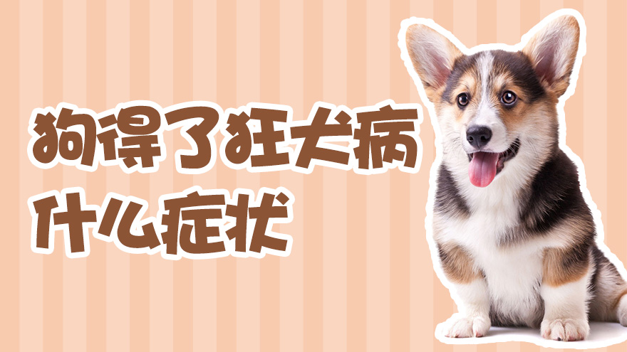 狗得了狂犬病什么症状