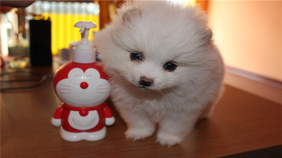 博美换毛吃什么好