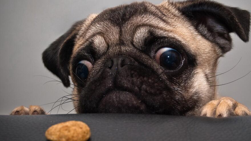 猫和狗到底能不能吃巧克力