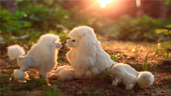 宠物贵宾犬皮肤病的治疗方法