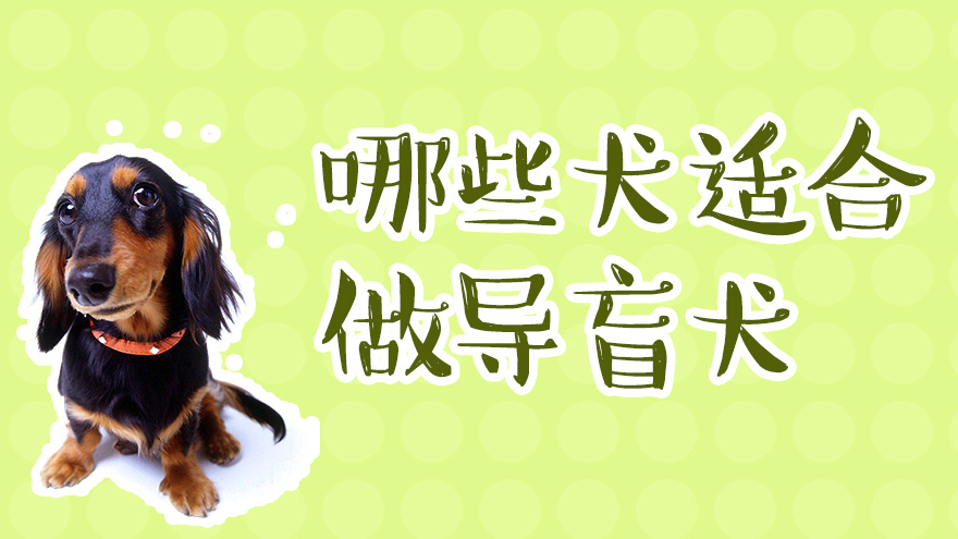 哪些犬适合做导盲犬