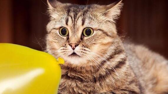 猫咪为什么会便秘