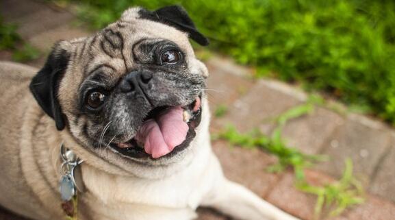 狗狗嘴巴臭的原因