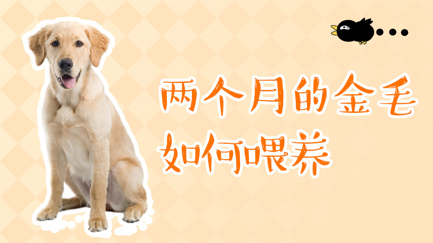 两个月的金毛如何喂养