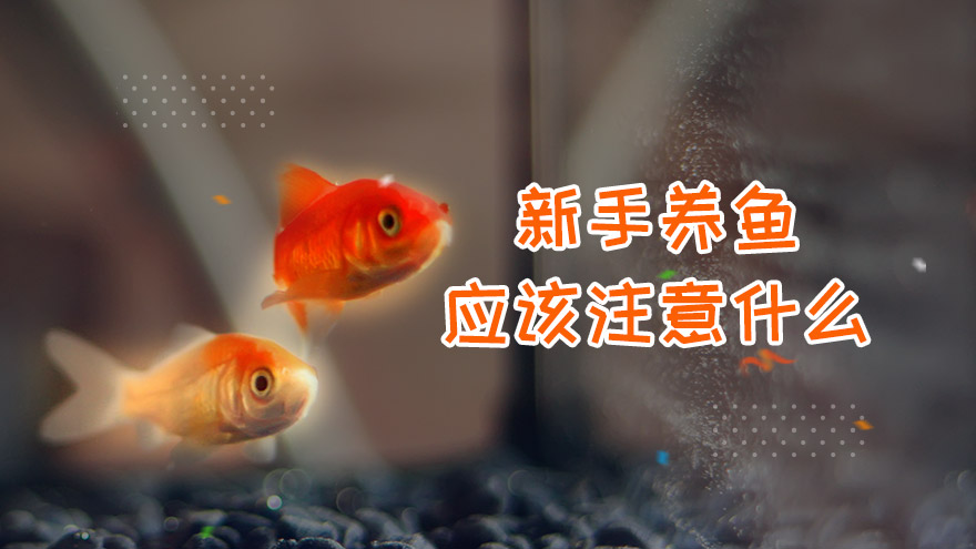 新手养鱼应该注意什么