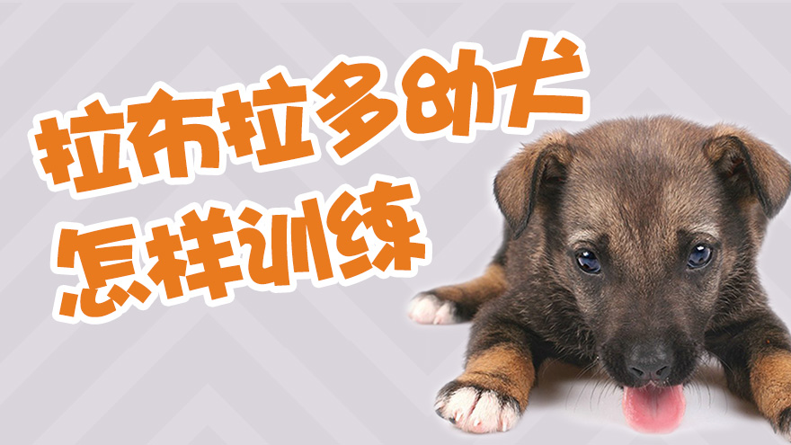拉布拉多幼犬怎样训练
