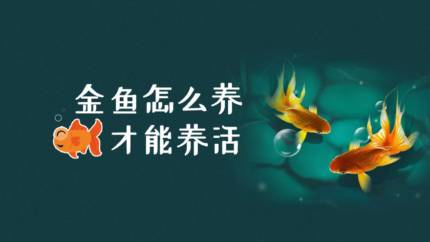 金鱼怎么养才能养活