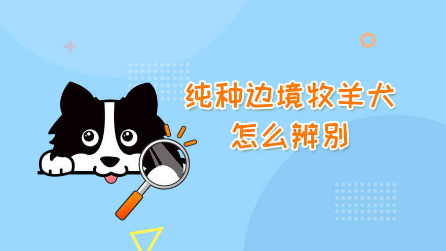 纯种牧羊犬和边牧怎么辨别