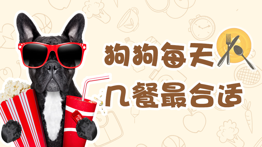 狗狗每天几餐比较好