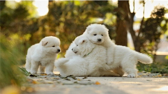 萨摩耶犬如何喂养