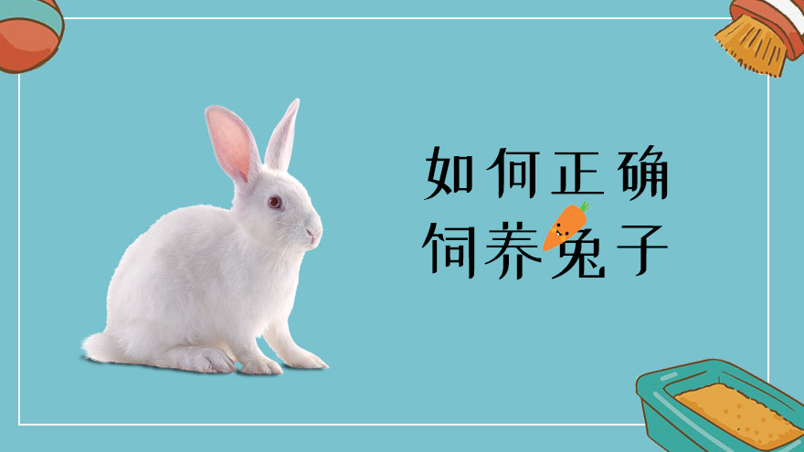 如何正确饲养兔子