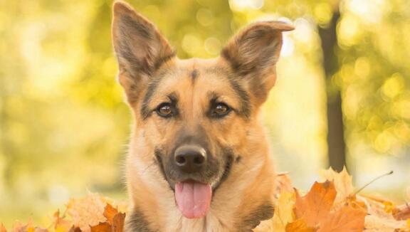 德牧的牙齿护理