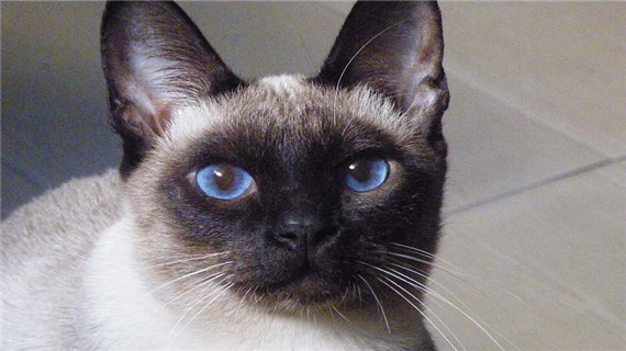 暹罗猫的体型特征