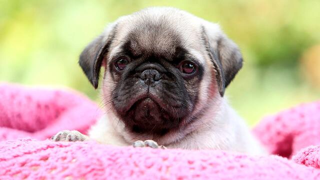 冬天狗狗洗澡后需要怎么护理