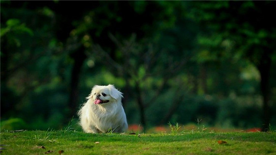 北京犬疾病预防须知