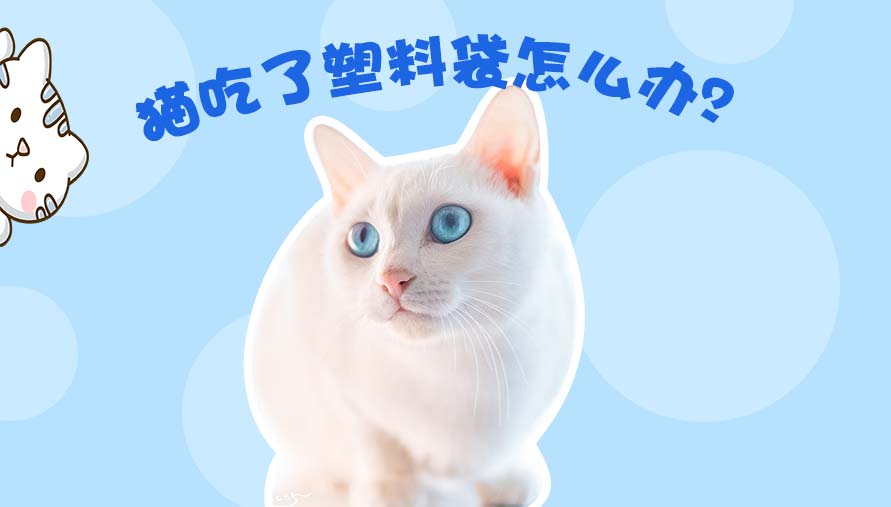 猫吃了塑料袋怎么办
