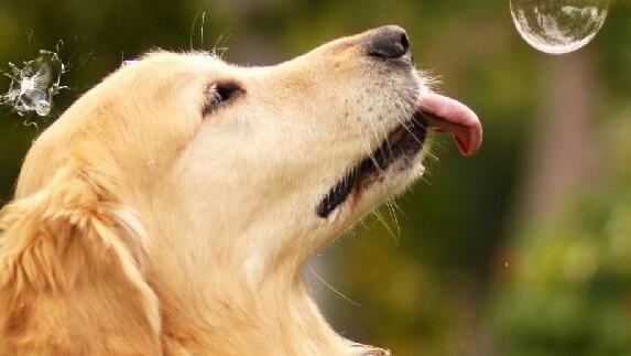 如何拒绝狗舔自己