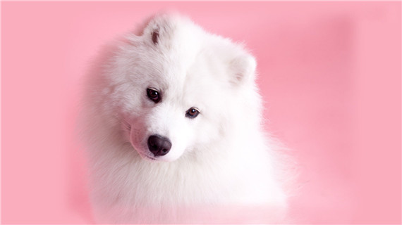 萨摩耶犬皮肤病怎么办