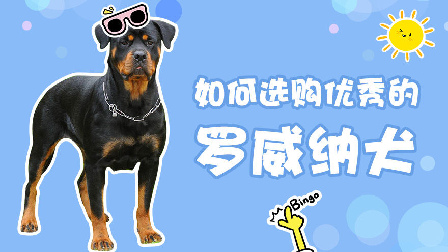 如何选购一只优秀罗威纳犬