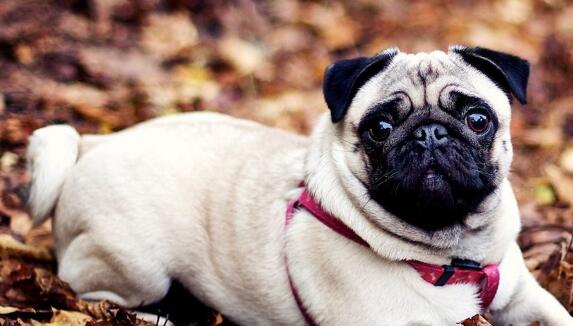 小狗为什么不能吃咸的