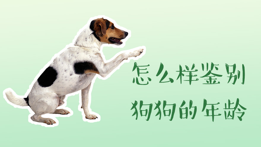 怎么样鉴别狗狗的年龄