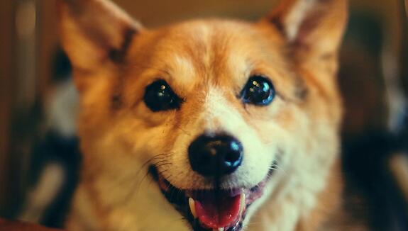 柴犬和秋田犬的区别