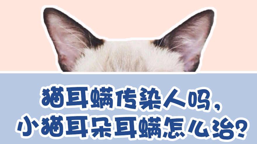 猫耳螨传染人吗 小猫耳朵耳螨怎么治