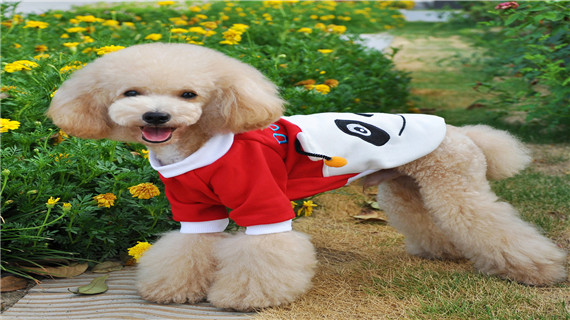 泰迪犬的寿命是多长