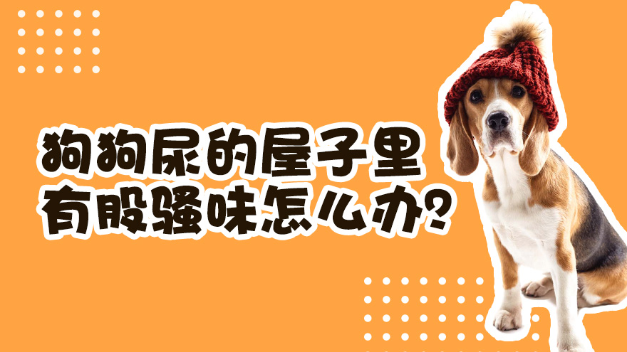 狗狗尿的屋子里有股骚味怎么办