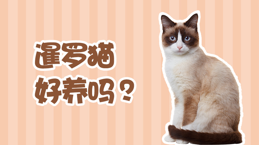 暹罗猫好养吗 暹罗猫的性格怎么样