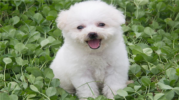 比熊吃什么狗粮去泪痕