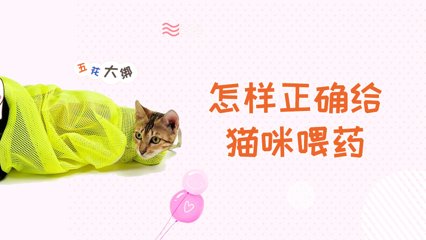 怎样正确给猫咪喂药