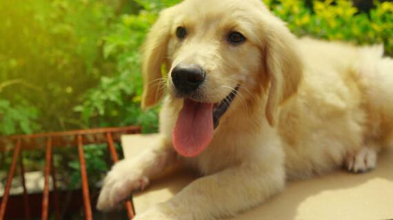 被狗狗舔之后会出现什么疾病吗