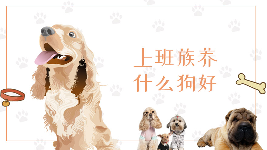 上班族养什么狗好