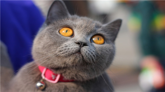 如何修剪英短的指甲