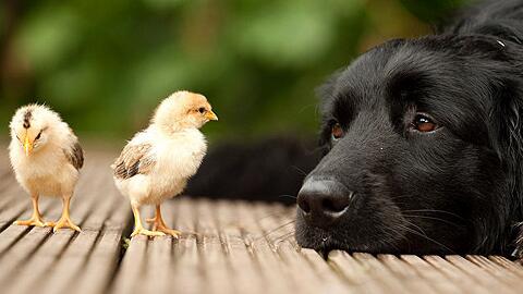 狗狗发烧了怎么办