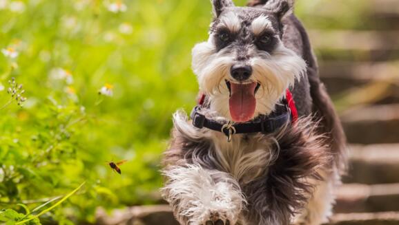 雪纳瑞的小马装