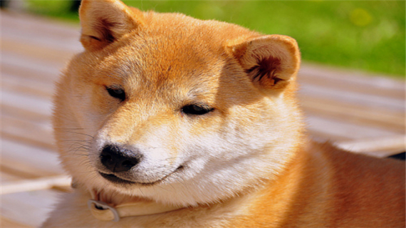 秋田犬什么时候换毛