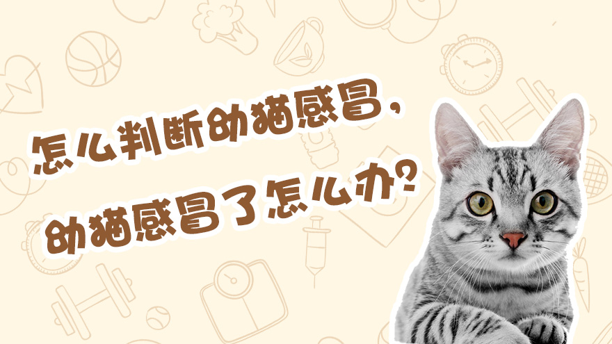 怎么判断幼猫感冒 幼猫感冒了怎么办