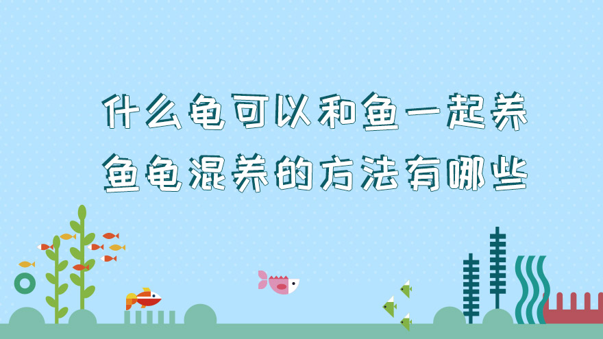 什么龟可以和鱼一起养 鱼龟混养的方法有哪些