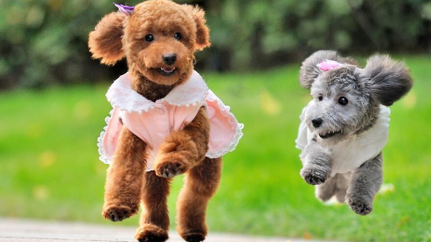 第一次养狗有什么注意事项