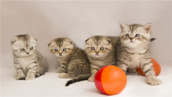 世界上最可爱的十种猫咪