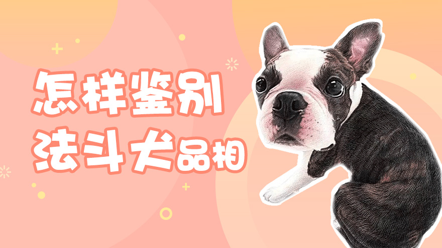 怎样鉴别法国斗牛犬品相