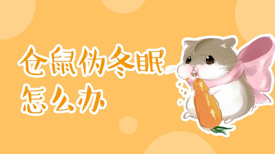 仓鼠伪冬眠怎么办