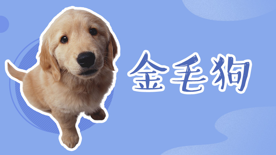 金毛狗